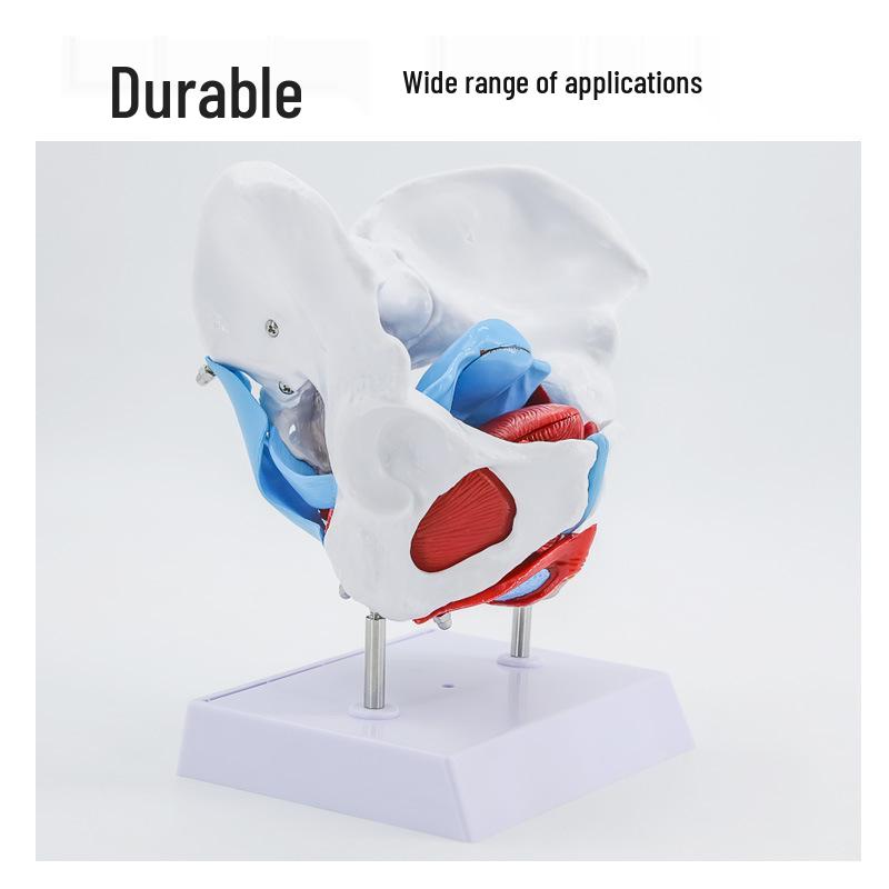Female Pelvis and Pelvic Floor Model for Midwifery and Childbirth Education