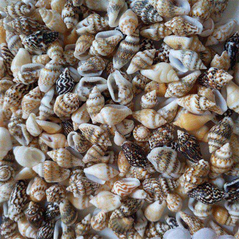 100PCS Natural Conch Shells Aquarium Decoration