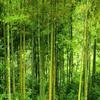 Latest High Quality Bamboo Wall Paper Living Room TV Sofa Backdrop Wall Mural 3D Nature Landscape Home Decor Papel De Parede 3D