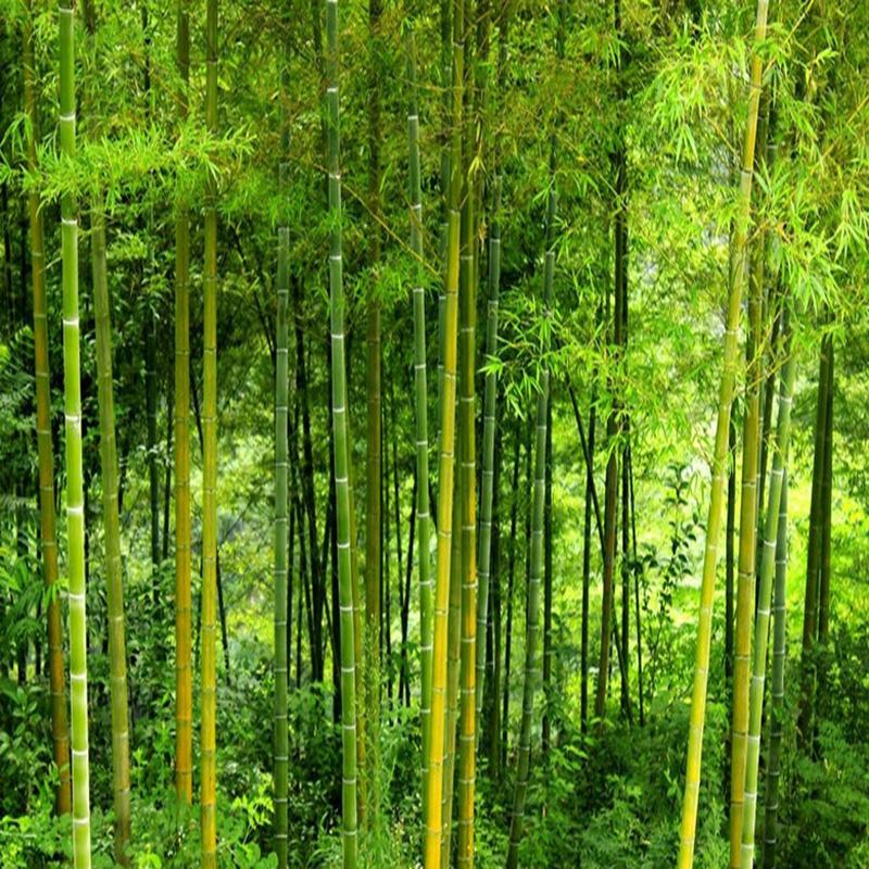 Latest High Quality Bamboo Wall Paper Living Room TV Sofa Backdrop Wall Mural 3D Nature Landscape Home Decor Papel De Parede 3D
