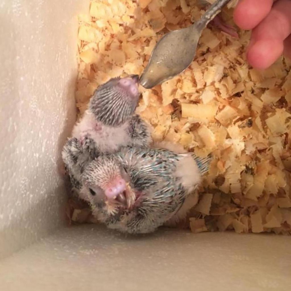 1Pc Durable Metall Haustier Vogel Papagei Fütterung Lebensmittel Milch Pulver Löffel Zubehör Werkzeug