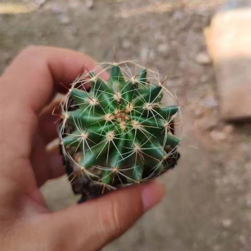 Indoor Flowering Cactus Succulent for Desk or Balcony
