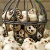 Halloween Resins Sculpture Collection 20Pcs Ghostly Face Miniature Pumpkin Decors Ornaments For Creative Garden Display