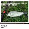 Daiwa Hinata 8ft Stream Fishing Rod Lightweight Durable Fishing Gear