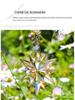 Creative Snowflake Hanging Ornament for Car Interior - Crystal Sunlight Catcher Decoration