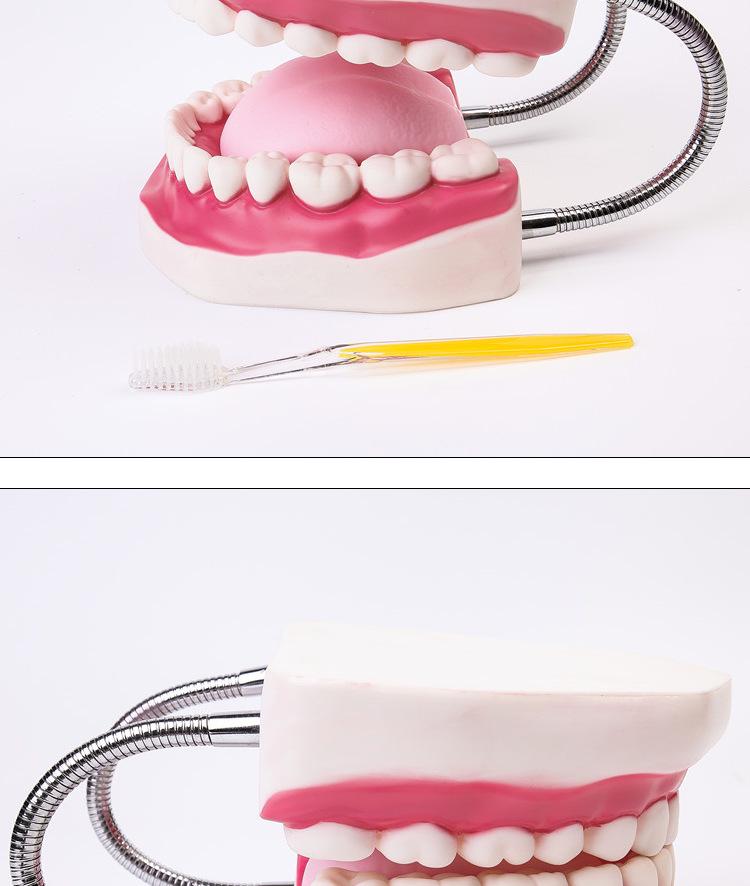 Human Tooth Anatomy Model for Teaching and Simulation - Detachable Denture Mold