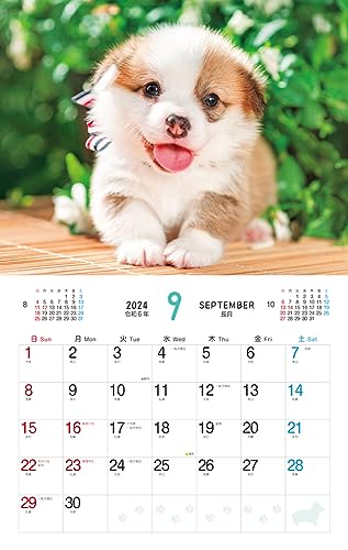 Cățeluș pufos (Calendar Impress 2024)