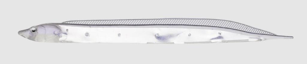 Leurre Souple Fish Arrow Flash J SW 3 Pouces – Lot De 5, #109, Neuf