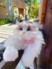 Ragdoll Cat Plush Backpack and Kitten Pillow Toy Gift