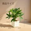 Photocatalytic Artificial Green Mini Houseplant, Tropical Houseplant, Money Tree, Ceramic Square Pot, Artificial Flower, Fake Plant, with Pot, Stylish