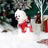 Dog Hoodies for Winter Puppy Clothes with Cute Snowman Printed Sweatshirts for Small Medium Dog Cat Warm and Comfort Shirts with