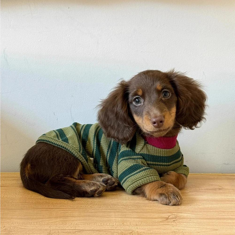 Adorabile Gilet a Strisce Verdi per Cani Piccoli e Gatti Primavera Estate Cotone Traspirante Stile Casual Abbigliamento per Animali alla Moda