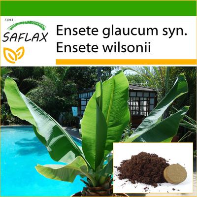 Schneebanane – 10 Samen – Mit Blumenerde für eine bessere Kultivierung – Ensete glaucum