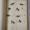 [USED] Des Chats by Steinlen: Steinlen's Cats Print Collection