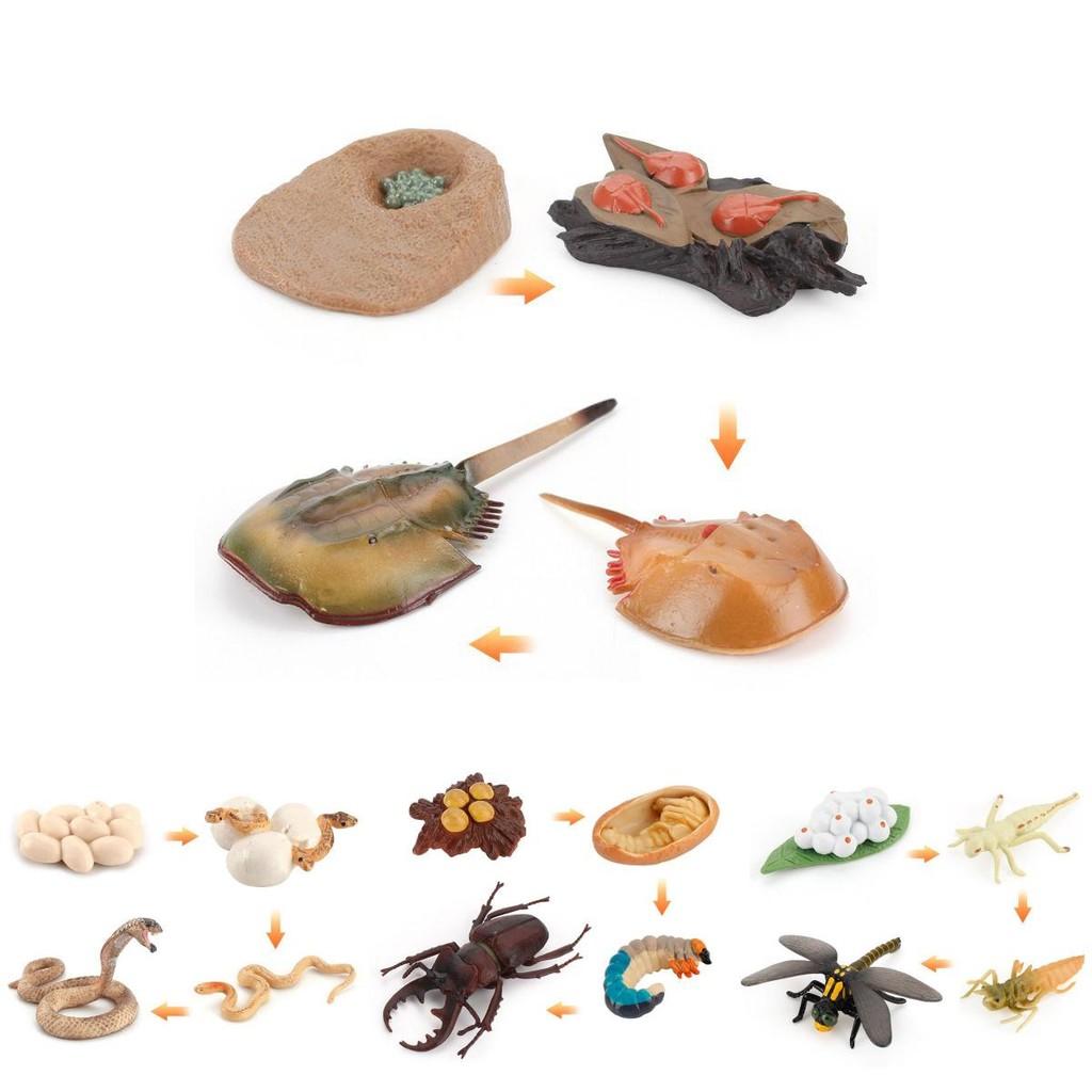 Enchanting Simulation Solid Turtle Chick Frog Animal Growth Cycle Montessori Teaching Aids For Unique Gifts And Decorative Accents