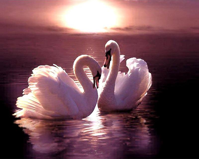 Diamond Painting Swan Woman Fish 5D DIY Diamond Embroidery Sale Landscape Snow Wolf Dog Animal Rhinestones Mosaic Home Decor