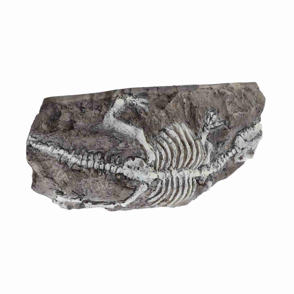 Aquarium Dinosaur Reliquiae Decoration Reptile Resin Dinosaur Reliquiae Rock Hideout for Fish Tank