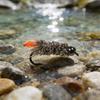 6 Stück #12 Widerhaken Hasenohr & Hirschhaar Dubbing Köcherfliegenlarve Nymphenfliegen mit 3,2mm Messingkopf Forelle Barsch Steelhead Angelköder