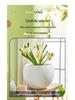 Spherical Cement Flower Pot for Ficus, Orchids, and Green Plants - Ideal for Home, Living Room, Balcony, or Outdoor Use.