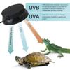Reptile – Terarii pentru reptile