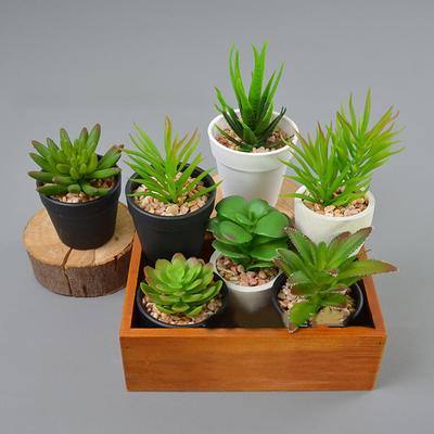 Dekorative Ornamente Simulierte Dekoration Sukkulenten Bonsai