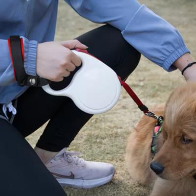 Cani – Collari e guinzagli per cani