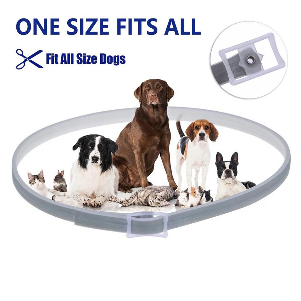 protective dog collar