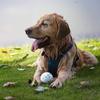 Durable Dog Chew Toys for Aggressive Chewers 1Pcs Tough Chew Ball Interactive Training Toy for Large Medium Dogs Teething