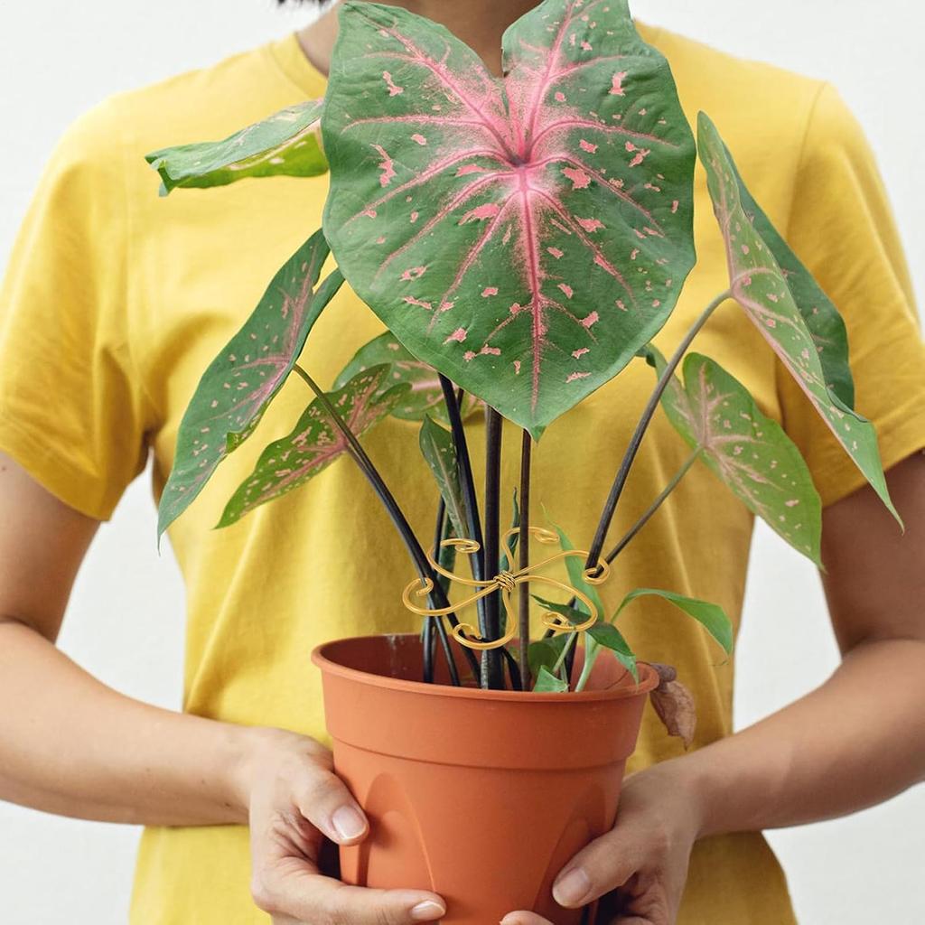 Plant Stem Support Climbing Houseplant Stem Supports 6 Pieces Metal Stabilizers For Houseplant Bonsai Monstera Indoor Outdoor