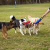 Multi Colors Available Dog Bite Tug Toy Seamed Reinforced Dog Chew Stick Outdoor Interactive Game