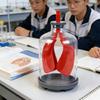Biology Teaching Aid Demonstrating Diaphragm Action And Gas Exchange In Respiratory Large Size For Clear Instruction