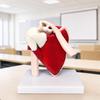 PVC Shoulder Joint Model with Base for Study Classes