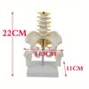 1 buc PVC Pelvis Uman Cu Cinci Vertebre Lombare și Model Femur Ortopedie Coloană Vertebrală Model Coloană Vertebrală Anatomie Schelet