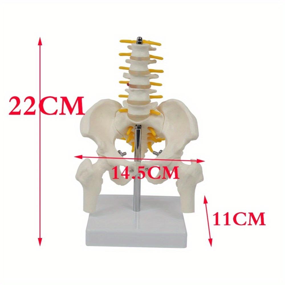 1 buc PVC Pelvis Uman Cu Cinci Vertebre Lombare și Model Femur Ortopedie Coloană Vertebrală Model Coloană Vertebrală Anatomie Schelet