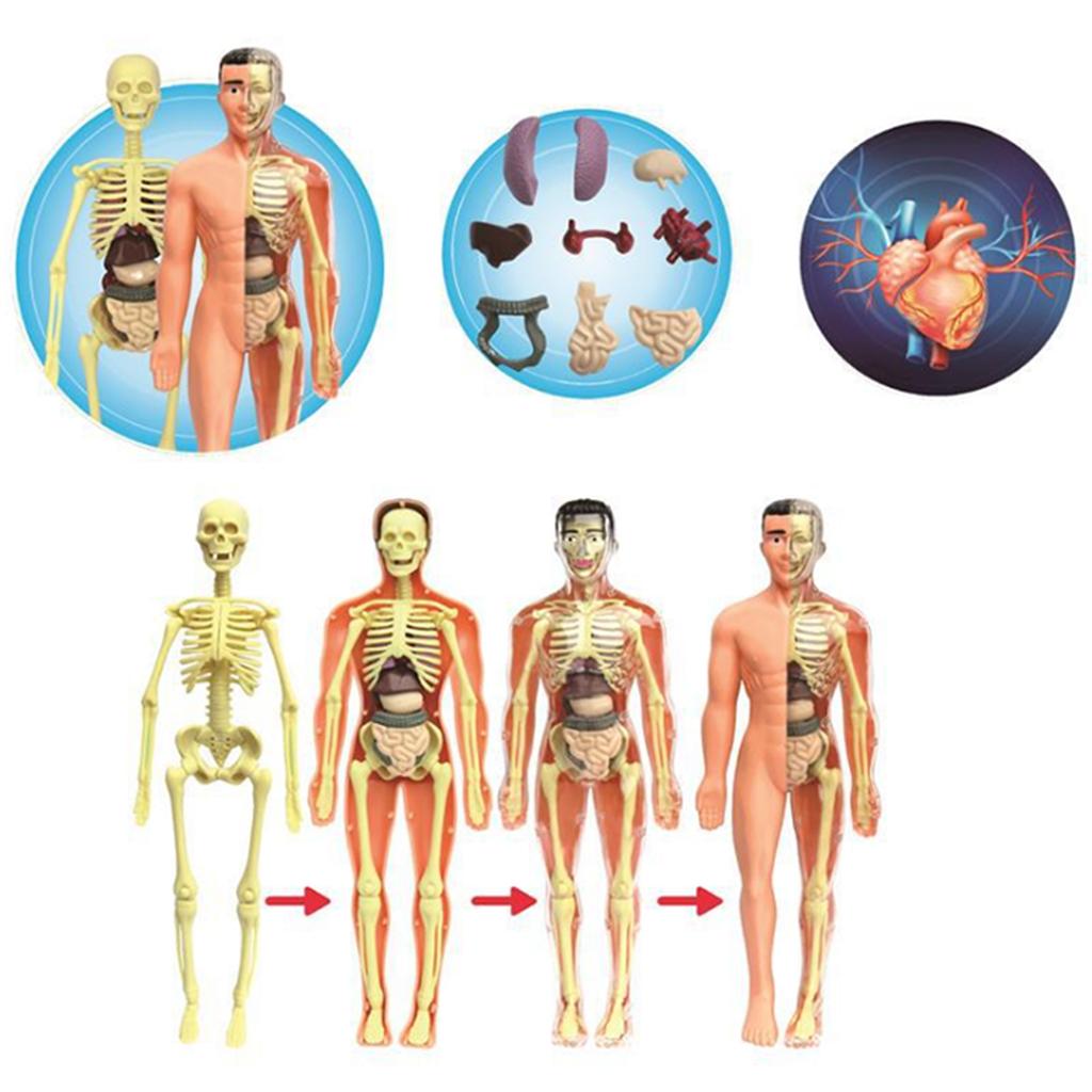 

Kids Science Education Human Organ Model DIY Enlightenmen Toy Children s Sensory Fidget Toys Experimental Teaching Aids
