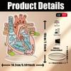 Model Akrylowy Anatomii Serca 2D - Edukacyjne i Dekoracyjne Narzędzie Dydaktyczne do Domu, Biura, Klasy, Kliniki, Gabinetu Lekarskiego