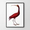 Poster Red Bird Illustration