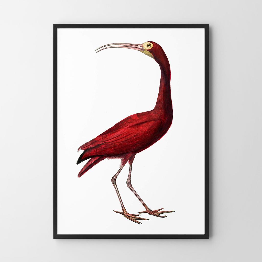 Poster Red Bird Illustration