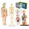Human Anatomy Model 3D Montessori Puzzle Mannequinchildren's Learning Organs Toys Educational Body Learning Tools Stem Toys