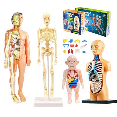 İnsan Anatomisi Modeli 3D Montessori Puzzle Manken çocukların Öğrenme Organları Oyuncakları Eğitici Vücut Öğrenme Araçları Stem Oyuncakları