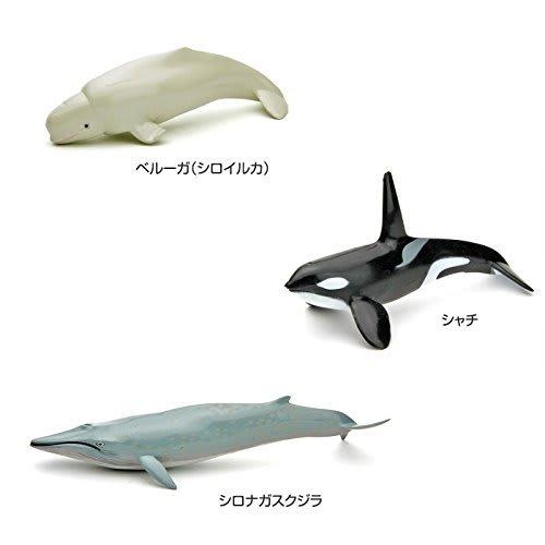Calorata 3D Marine Creatures Encyclopedia (Whales, Dolphins, Sea Otters / 13 Species / Includes Instructions) Realistic Figures (Educational Toy) Birt