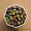 Rare Lithops Succulent Pot: Diverse Colors & Varieties