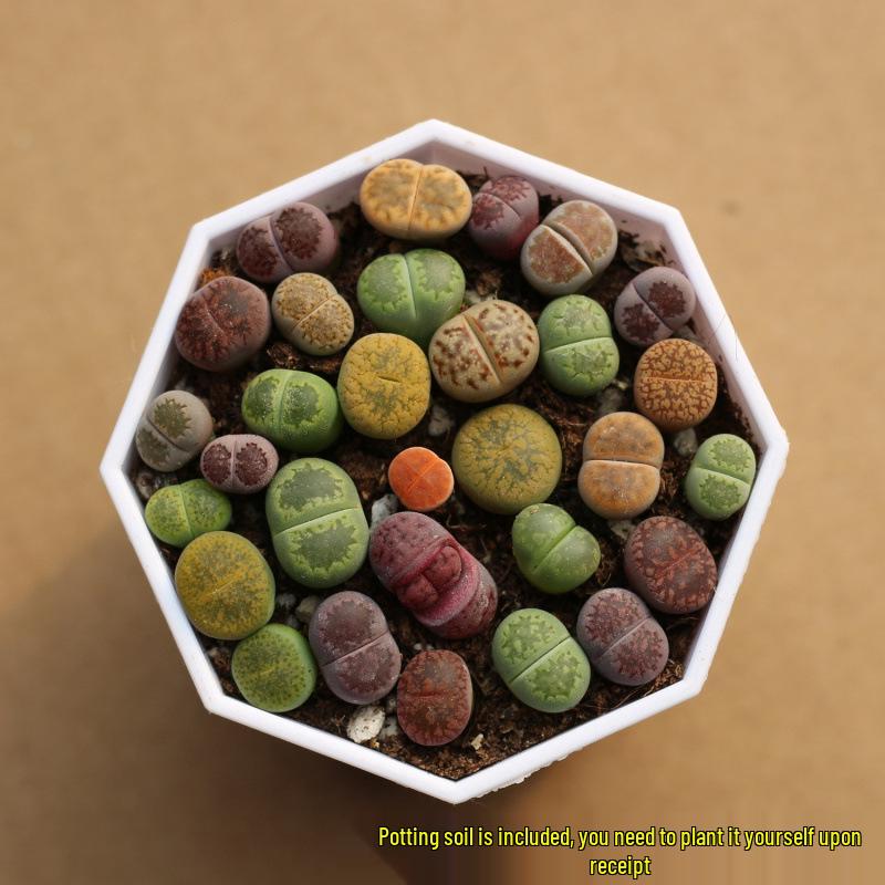 Rare Lithops Succulent Pot: Diverse Colors & Varieties