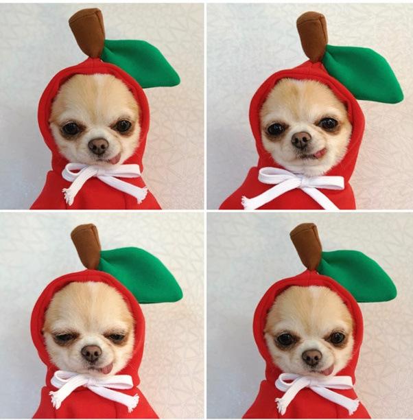 Dog clothes turned into dog cat clothes Small and medium-sized dog autumn and winter pet supplies Teddy Fatou cat clothing