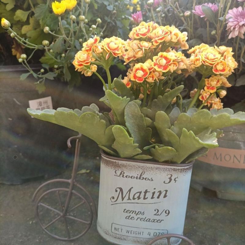 Elegant Iron Bicycles Shape Flowers Bucket Portable Iron Garden Cart for Florist, Garden, Wedding Display
