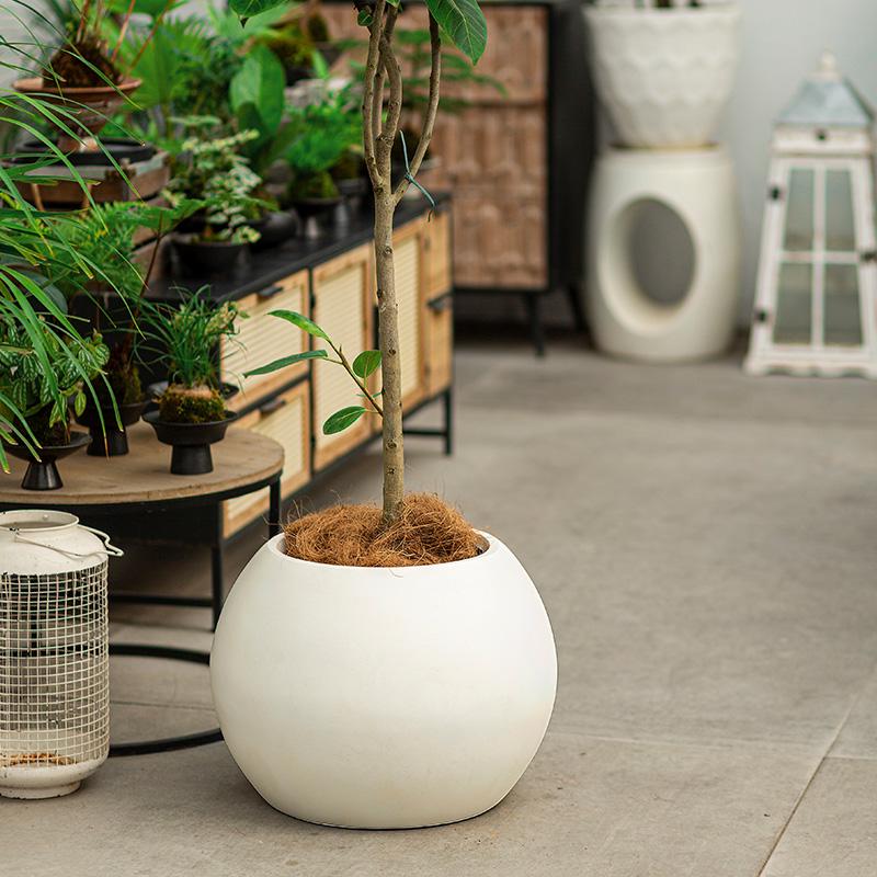 Spherical Cement Flower Pot for Ficus, Orchids, and Green Plants - Ideal for Home, Living Room, Balcony, or Outdoor Use.