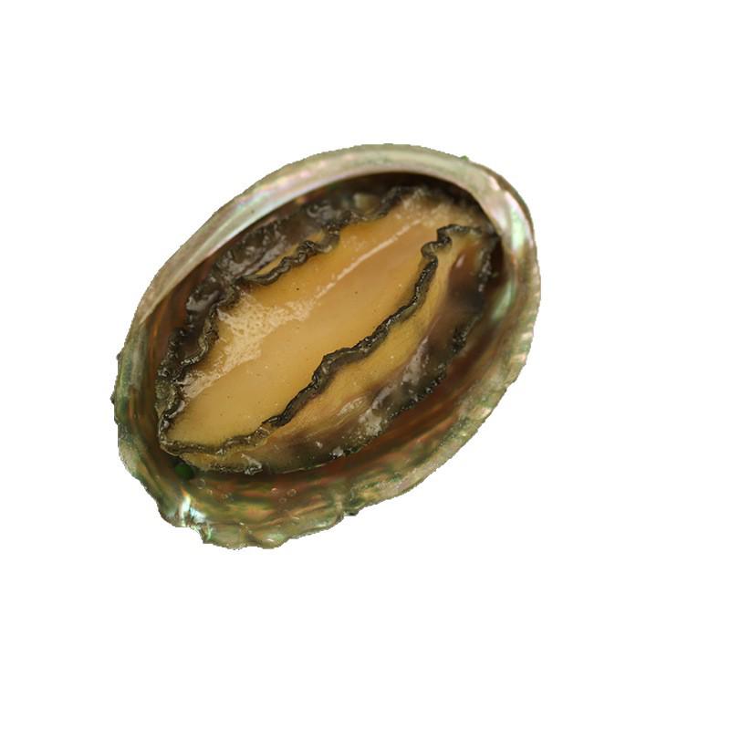Simulated Seafood Props: Abalone, Oyster, Scallop, Sea Cucumber, Lobster, Crab with Garlic Vermicelli