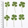 10Pieces Dried Leaf Bookmarks Page Divider Natural Dry Leaf Bookmarks for Kid Student Book Lover Reading Accessories