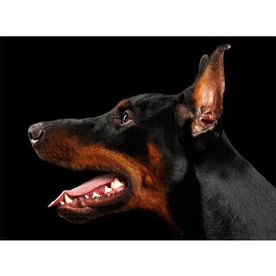 dirt customs doberman