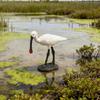 Black-faced Spoonbill Bird Simulation Model - Educational Toy for Children